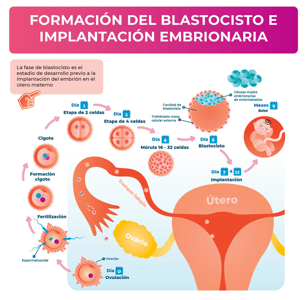 Implantación Embrionaria Y Fallo De Implantación Qué Son