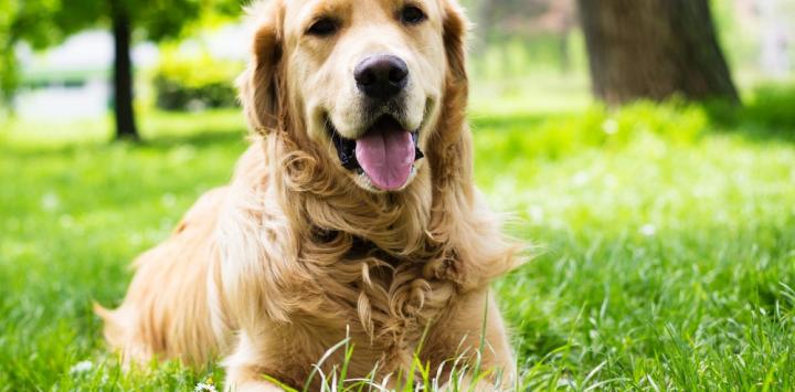 cómo mantener cómodo al perro con linfoma