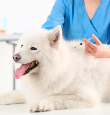 Vacunación de los perros domésticos Vacunación de los perros domésticos