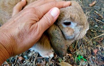 Tularemia Tularemia