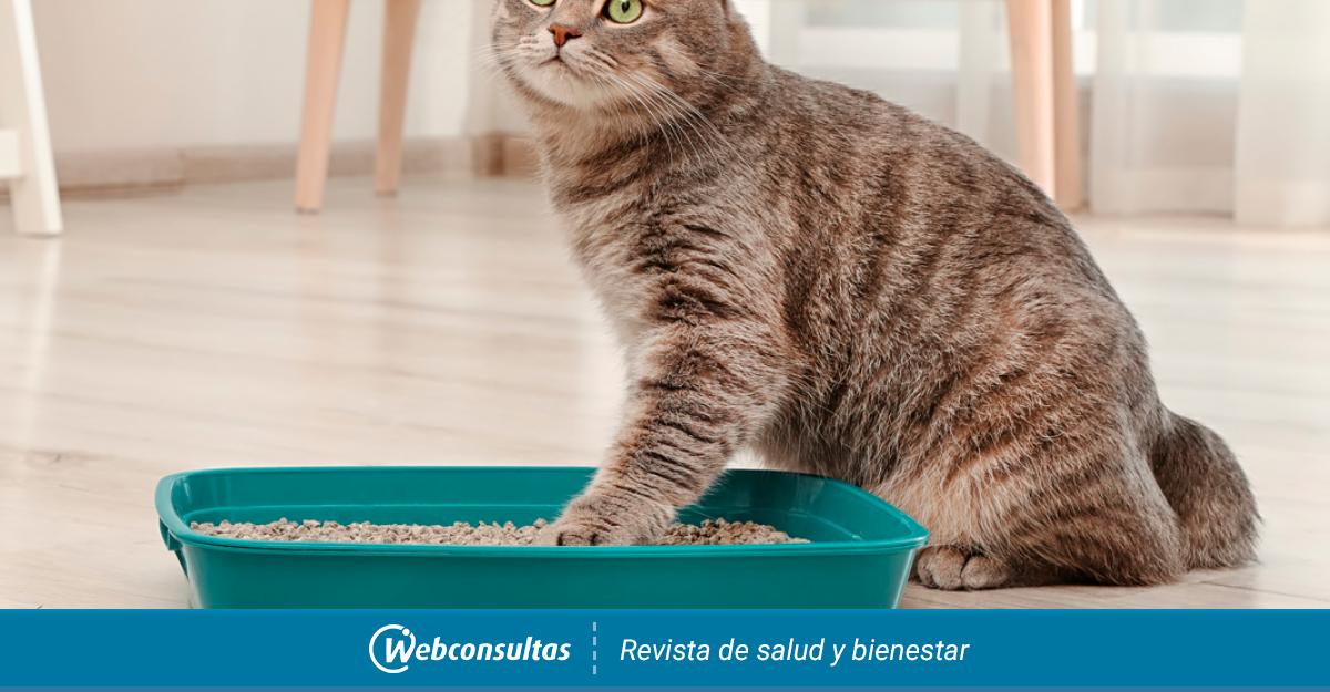 Caja de arena para gatos, cómo combatir su mal olor