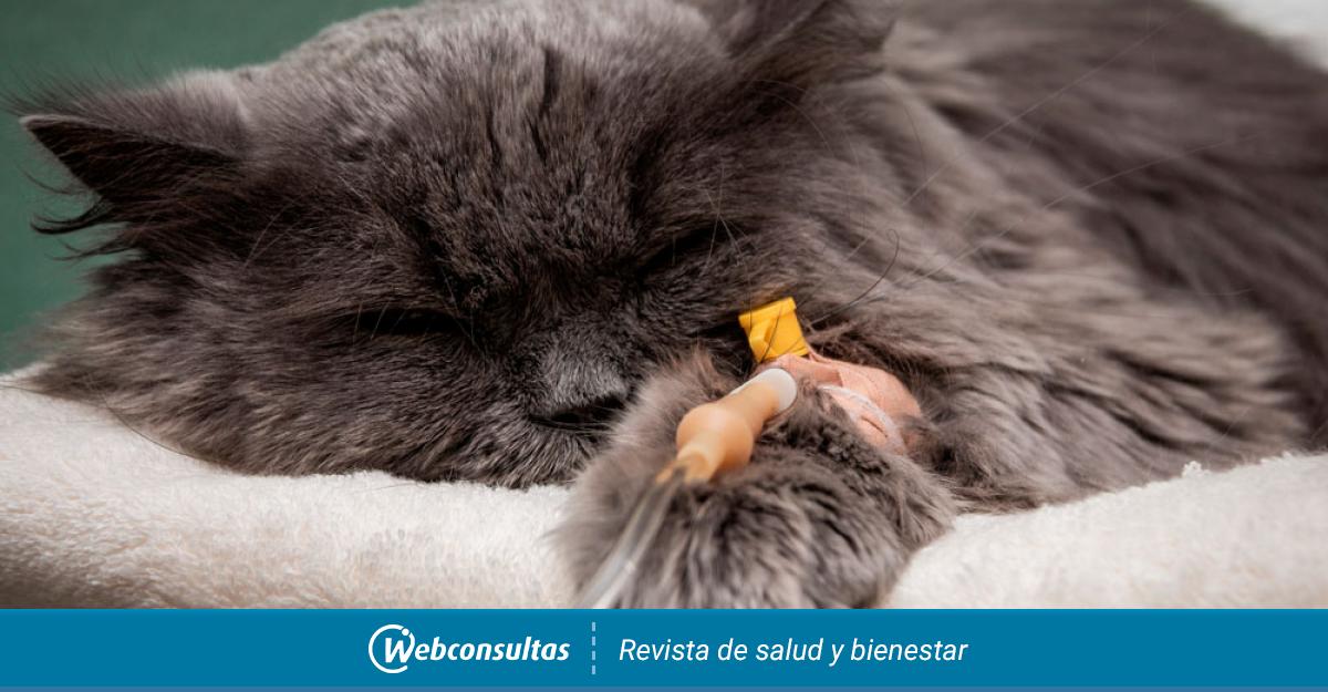 Cáncer En El Gato Por Qué Se Produce Y Tumores Más Frecuentes 4745