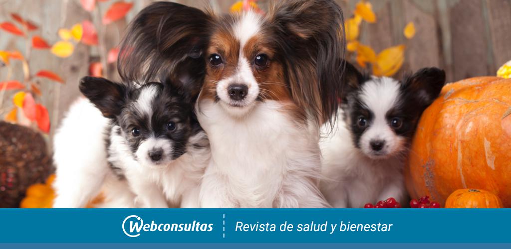 Salud Del Perro Papillon Y Reproduccion Mascotas