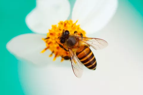 Abeja polinizando una flor