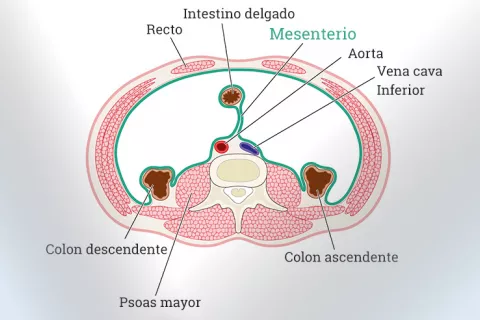 Mesenterio