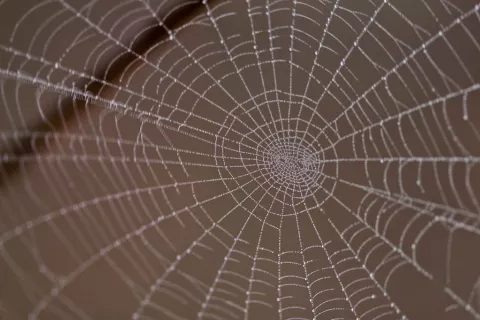 Tela de araña