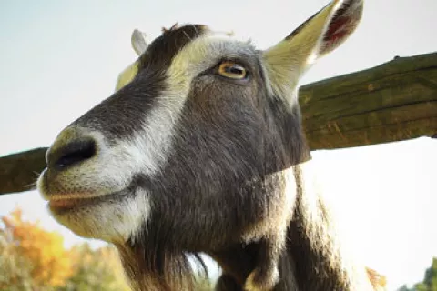 Las cabras descubren las propiedades del café