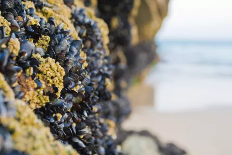 Colonia de mejillones adheridos a las rocas