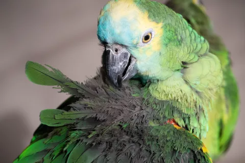 Loro con las plumas erizadas por la psitacosis