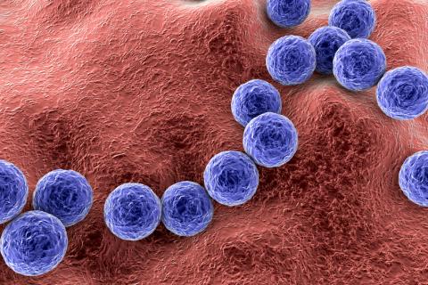 Streptococcus pyogenes