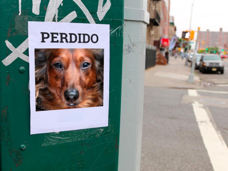 Cartel con la foto de un perro desaparecido