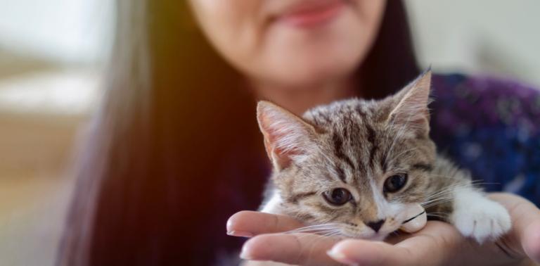 Mujer sostiene a un gatito munchkin