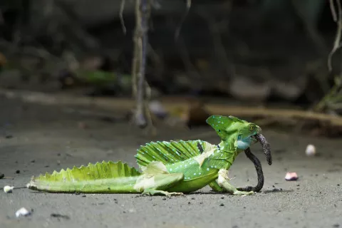 Alimentación e higiene del basilisco verde