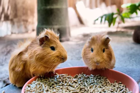 Alimentación e higiene de la cobaya