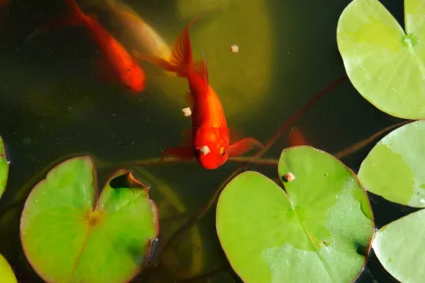 Alimentación, salud e higiene del pez rojo