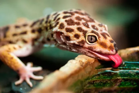 Alimentación del gecko leopardo