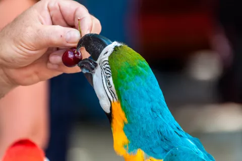 Alimentación e higiene del guacamayo