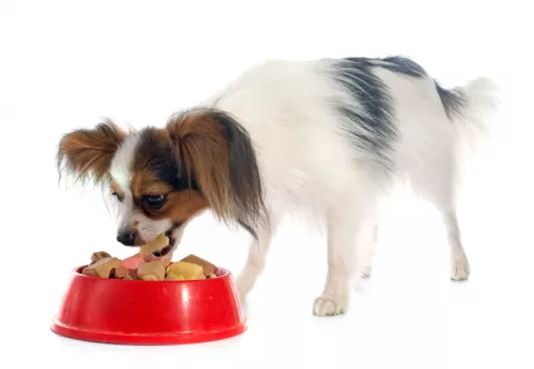 Perro papillon comiendo el tipo de pienso indicado para esta raza