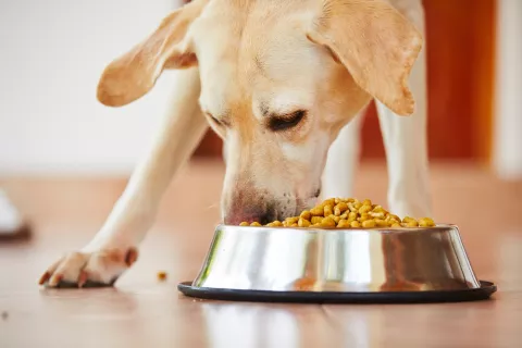 Alimentación e higiene del labrador retriever