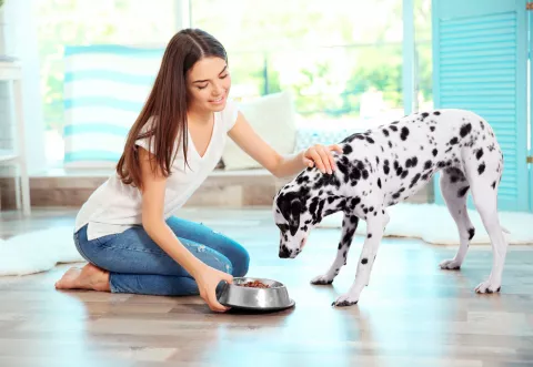 Mujer da de comer a su dálmata