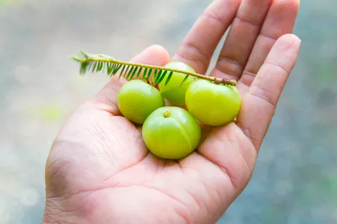 Amla en la mano de una persona