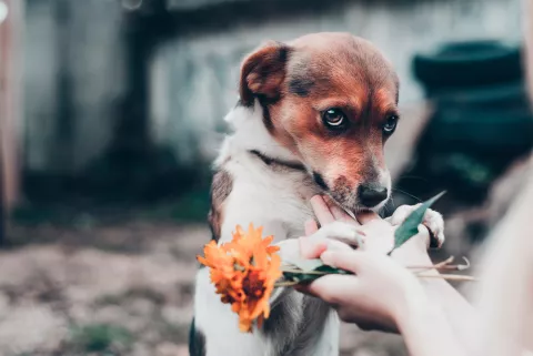 Perro triste por tener que separarse de sus dueños