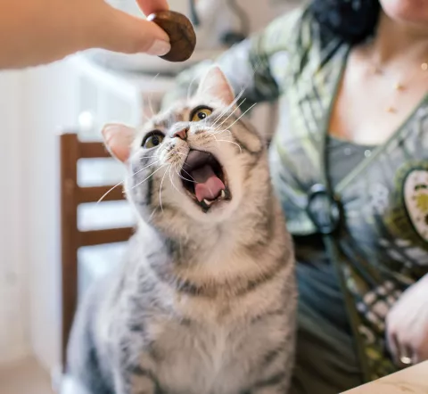 Un veterinario explora la boca de un gato