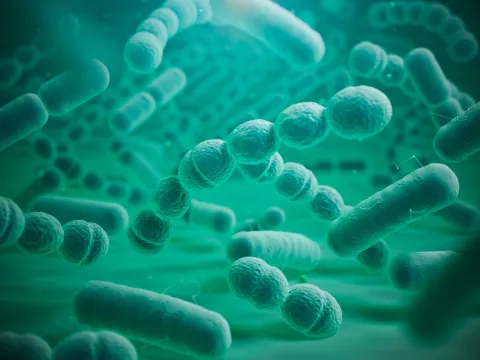 Bacterias de neumonía