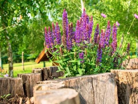 Plantas de salvia