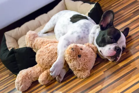 Un cachorro duerme en su cama abrazado a un peluche