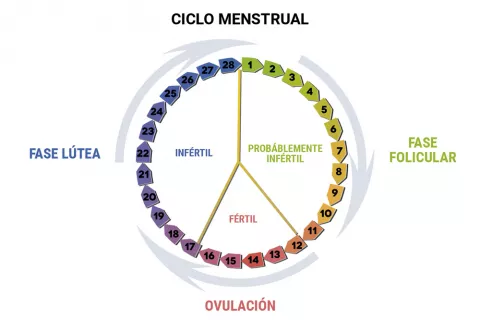 Cómo calcular tus días fértiles