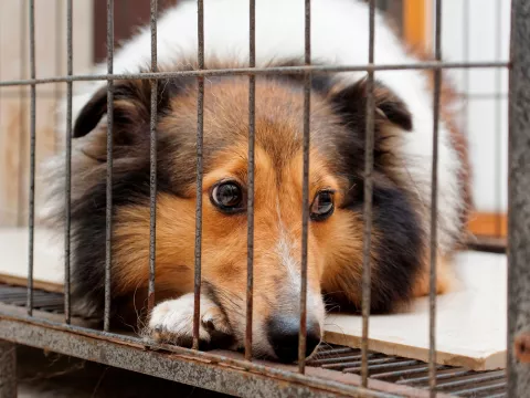 Perro deprimido encerrado en jaula