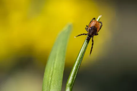 Causas de la enfermedad de Lyme