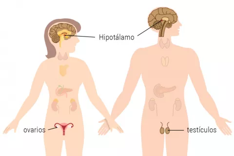 Causas del hipogonadismo en la mujer y el hombre