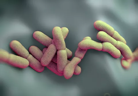 Bacteria Yersinia pestis causante de la peste