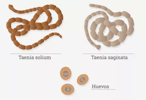 Causas de la teniasis