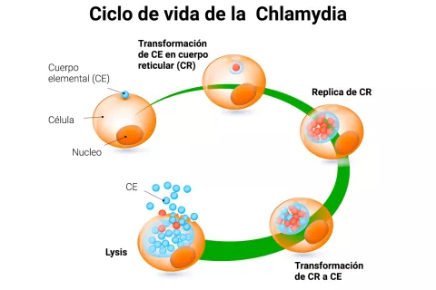 Causas del tracoma