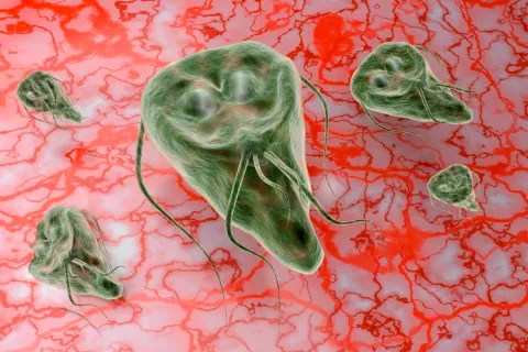 Parásito Giardia lamblia