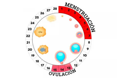 Ilustración del ciclo menstrual