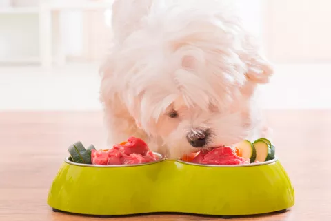 Un perro comiendo comida casera