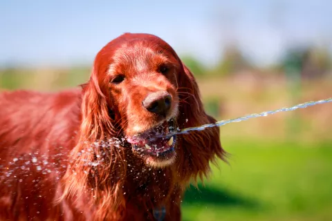 Cómo afecta el verano en el perro