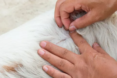 Cómo identificar si el perro tiene pulgas