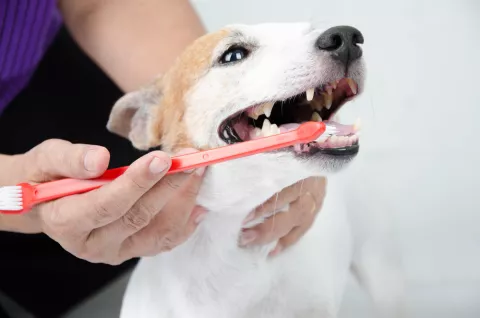 Mujer cepillando los dientes a su perro