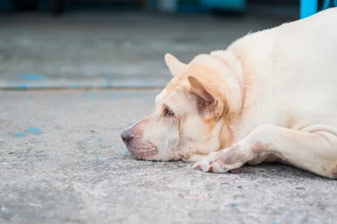 Perro tumbado con gesto apático