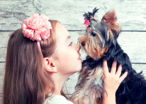 Niña coge en brazos a un Yorkshire terrier