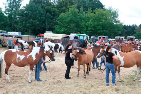 Compra de un caballo Pinto