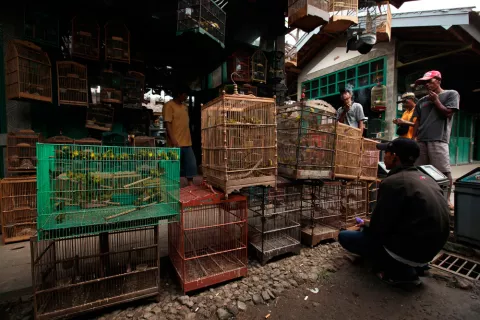 Comprar una mascota en el extranjero con garantías