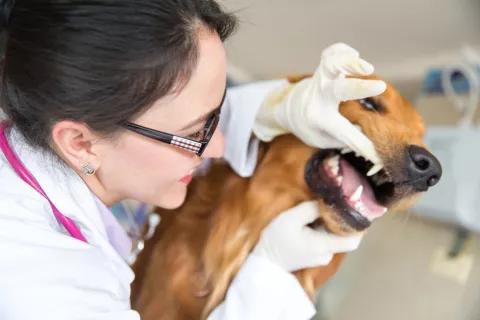 Una veterinaria examina la boca de un perro