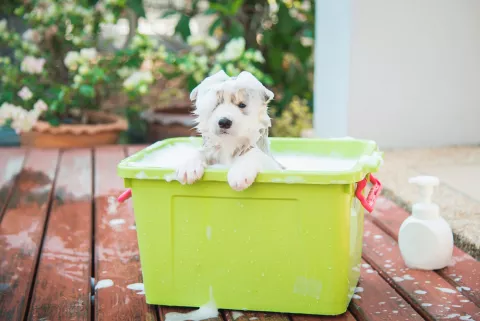 Qué hacer si a tu perro no le gusta bañarse