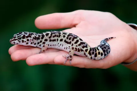 Gecko leopardo sobre la palma de una mano